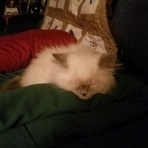 Meet your Posher, Crystal